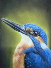 Kleur in kunst, foto vogel